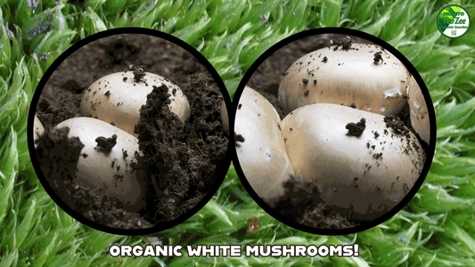 Our search for the perfect mushrooms is over! 🍄🟫✨